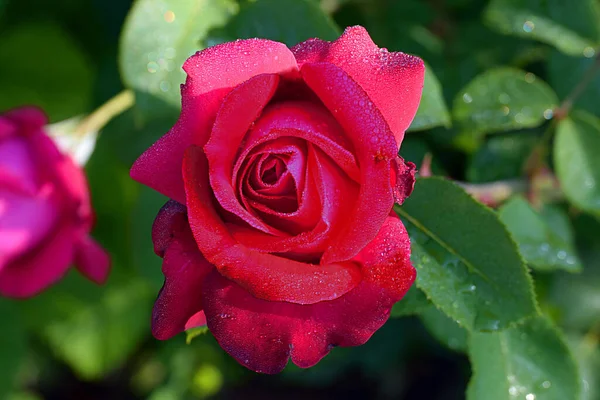 Red rose covered with morning dew on a blurred background.