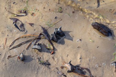 Water chestnut ( Trapa natans) seeds on the river bank