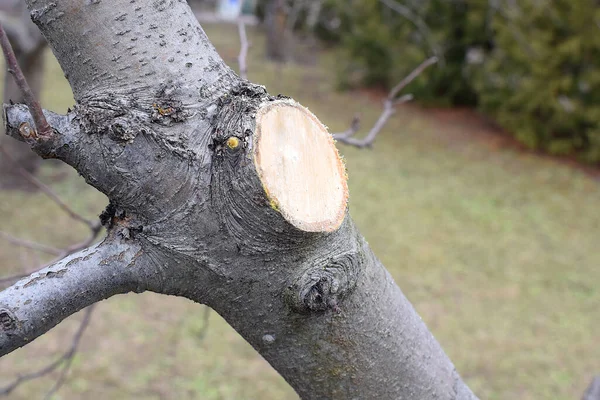 Правильная Обрезка Большой Ветви Фруктового Дерева — стоковое фото