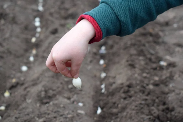 Mão Uma Criança Com Uma Pequena Lâmpada Fundo Jardim — Fotografia de Stock