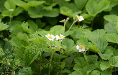 Sabah çiğ taneleriyle kaplı yabani çilek çiçekleri..