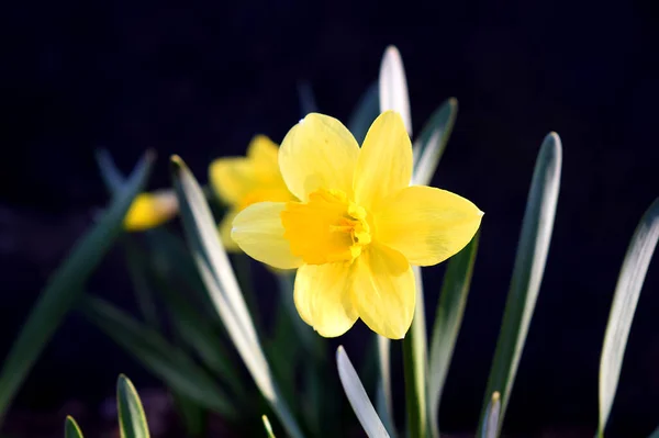Жовта Квітка Нарциса Саду Крупним Планом — стокове фото