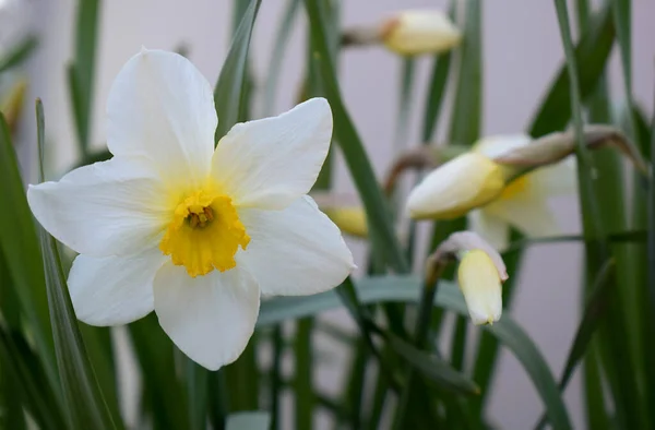 Fleur Jonquille Blanche Dans Jardin Close — Photo