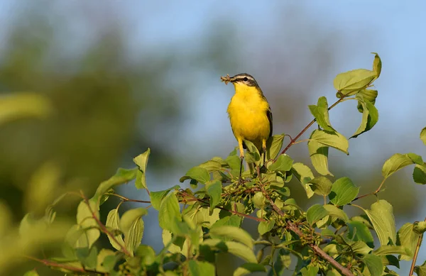 Yellow Wagtail Sits Tree Holding Prey Its Beak — Stock Photo, Image