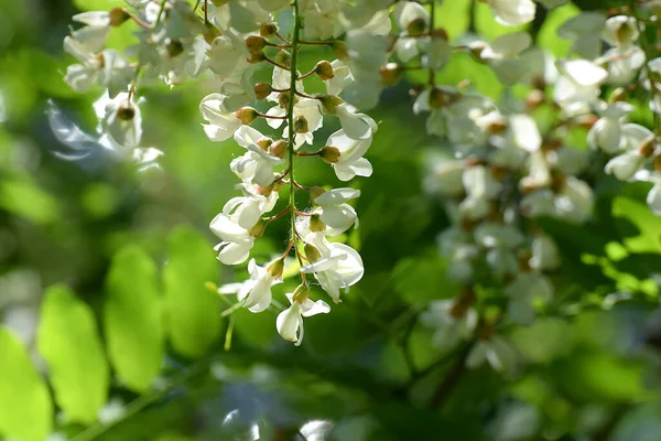 アカシアの開花 白いアカシアのクローズアップの花序 — ストック写真