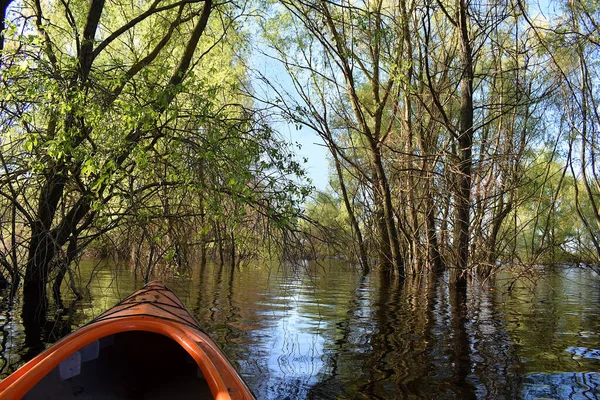 Spring Flood Advance Flooded Forest Kayak — Stock Photo, Image