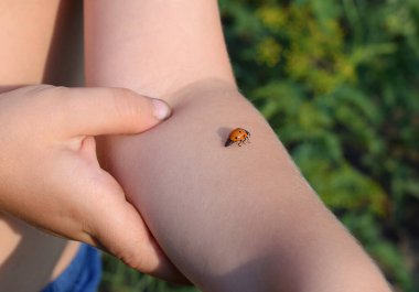 Kırmızı uğur kuşu çocuğun elinden kalkışa hazırlanıyor..