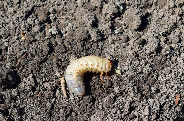 stock image close up of may beetle (Melolontha vulgaris) larvas on soil