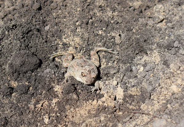 砂の中の穴から這い出した地面のヒキガエル — ストック写真