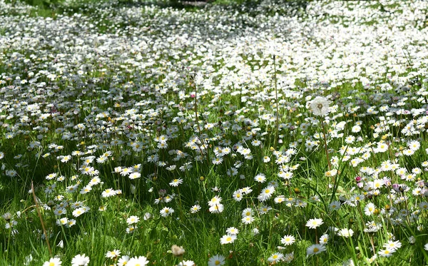Zielony Trawnik Kwitnącymi Białymi Stokrotkami Wiosną — Zdjęcie stockowe