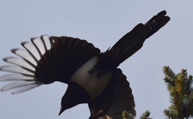 Magpie gökyüzüne yakın uçuşta, aşağıdan görüntü.