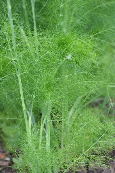 stock image Fennel leaves close-up in the vegetable garden.