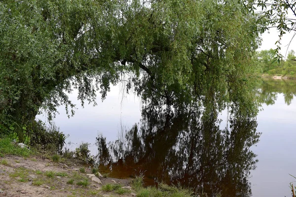 Willow Leaning River Its Reflection Calm Water — стоковое фото