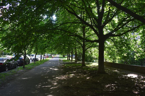 Ulica Chodnikiem Dwoma Rzędami Drzew Które Tworzą Gęsty Cień — Zdjęcie stockowe