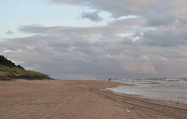 波罗的海的桑迪海岸在风暴中 一对行走的夫妇和海鸥 — 图库照片