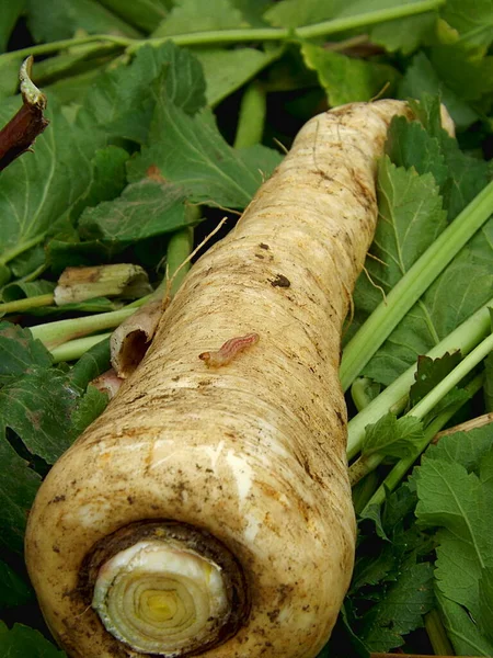 Cabbage worm (Hellula undalis) on a parsnip root.