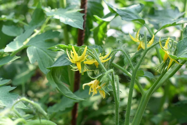 Yellow tomato flowers close-up in the vegetable garden.