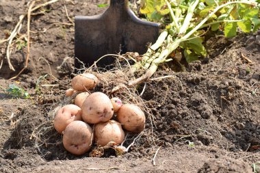 Collection of potatoes. A dug up potato bush.