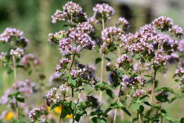 Çiçek açan kekik çalıları (Origanum vulgare), yakın plan.