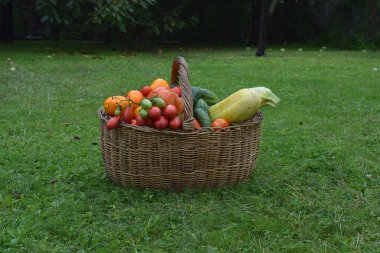 Yeşil çimenlikteki hasır sepette taze sebzeler.