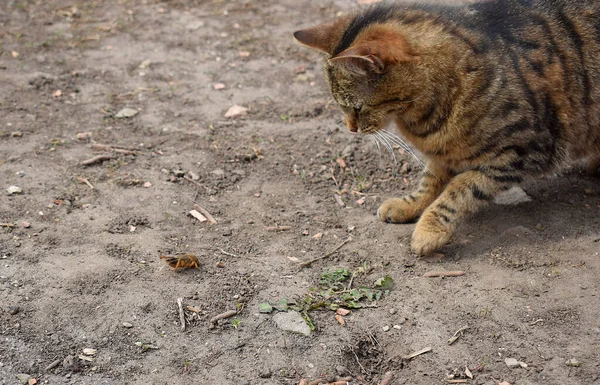 The cat is watching the fleeing mole-cricket.