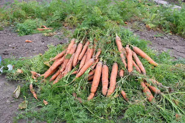 Harvesting carrots. A bunch of carrots in the garden.