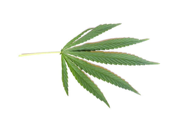 Green Cannabis Leaf Isolated White Background — Stock Photo, Image