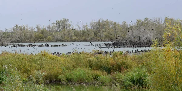 Large Colony Cormorants River — Stock Photo, Image