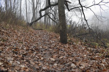 Sonbaharın sonlarında meşe ormanı. Düşen yapraklar. Devrilmiş ağaç. Doğada sonsuzluğun yokluğu kavramı..