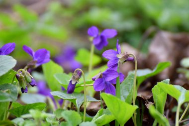 Çiçek açan menekşe çiçeği, baharda bir çayırda..