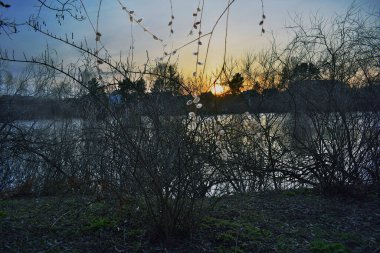 Baharın ilk işaretleri, açan söğüt dalları batan güneşin arka planında.