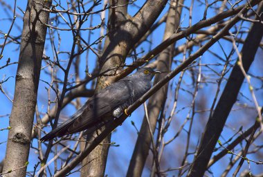 The cuckoo (Cuculus canorus) sits on a tree branch.