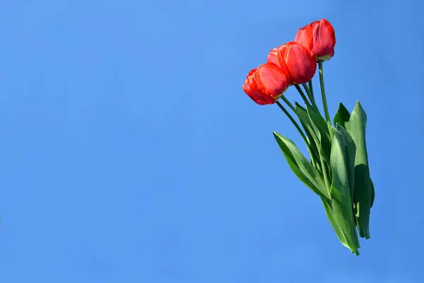 Bouquet of red tulips on the background of the blue sky, place for text.