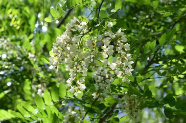 Açan akasya. Beyaz bir akasyanın enfloresanları..