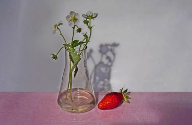 Masadaki konik şişede olgun çilek ve çilek çiçekleri..