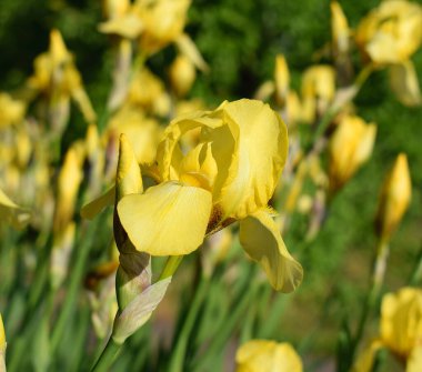 Sarı süsen çiçeği bahçeye yakın çekim, üst manzara.