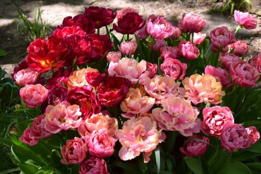 Flowers of pink and red terry tulips in the garden, top view.