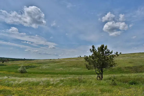 stock image Landscape. Single pines in the steppe, growing in unfavorable conditions.