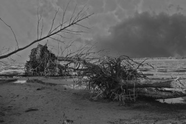 Sörf bölgesinde kıyı şeridindeki ölü ağaçlar; bulutlu, dramatik gökyüzü. Tehlike konsepti, trajedi.