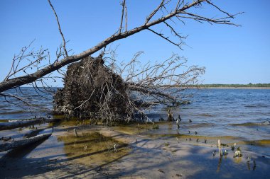 Dalgalar tarafından kıyıdaki aşınmanın sonucu düşen büyük bir ağaç. Güçlü, integral kök sistemi.