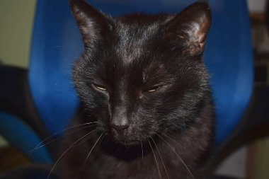 Siyah bir kedinin yakın plan fotoğrafı..