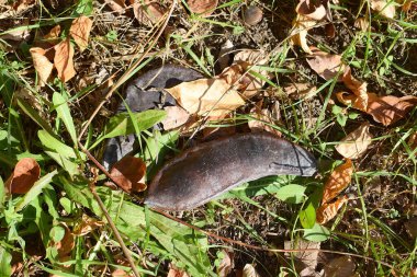 A close-up of fallen Kentucky coffeetree  bean seed lines. clipart