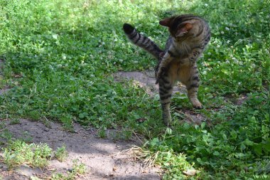 Genç bir kedi atlıyor, avıyla oynuyor..