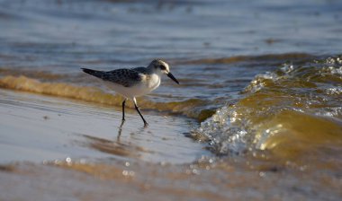 Beyaz çulluk (Calidris alba) suları Büyük Rezervuar 'daki sörf bölgesinde.