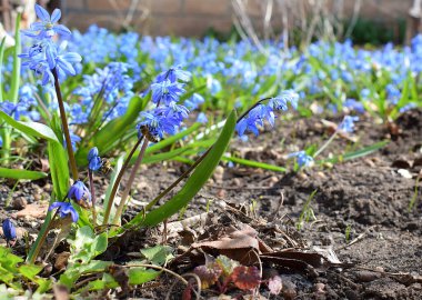 Baharın başında çiçek açan mavi kardelenli çayır. Arılarla kardelen çiçekleri yakın plan.