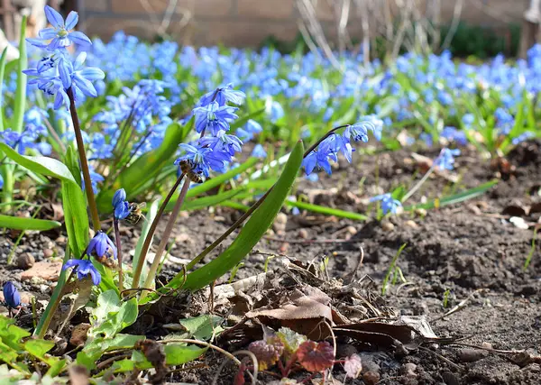 Baharın başında çiçek açan mavi kardelenli çayır. Arılarla kardelen çiçekleri yakın plan.