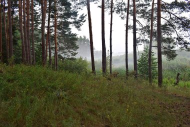 Manzara. Çam ormanı serin bir sabah, hafif bir sis.