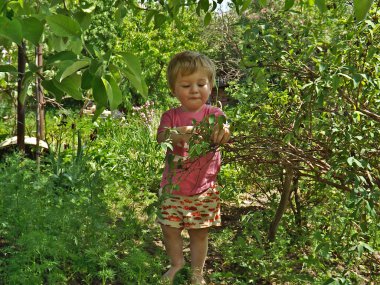 Küçük bir çocuk bahçedeki çalılıktan hanımeli yiyor..