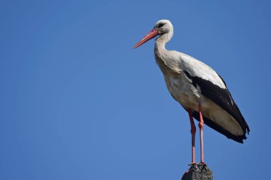 Bir leylek mavi gökyüzüne karşı bir direğin üzerinde duruyor..