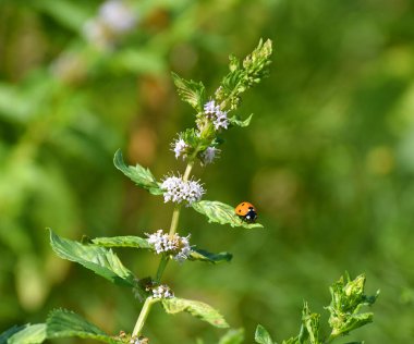 Yaprağında uğur böceği olan çiçekli nane sapı.